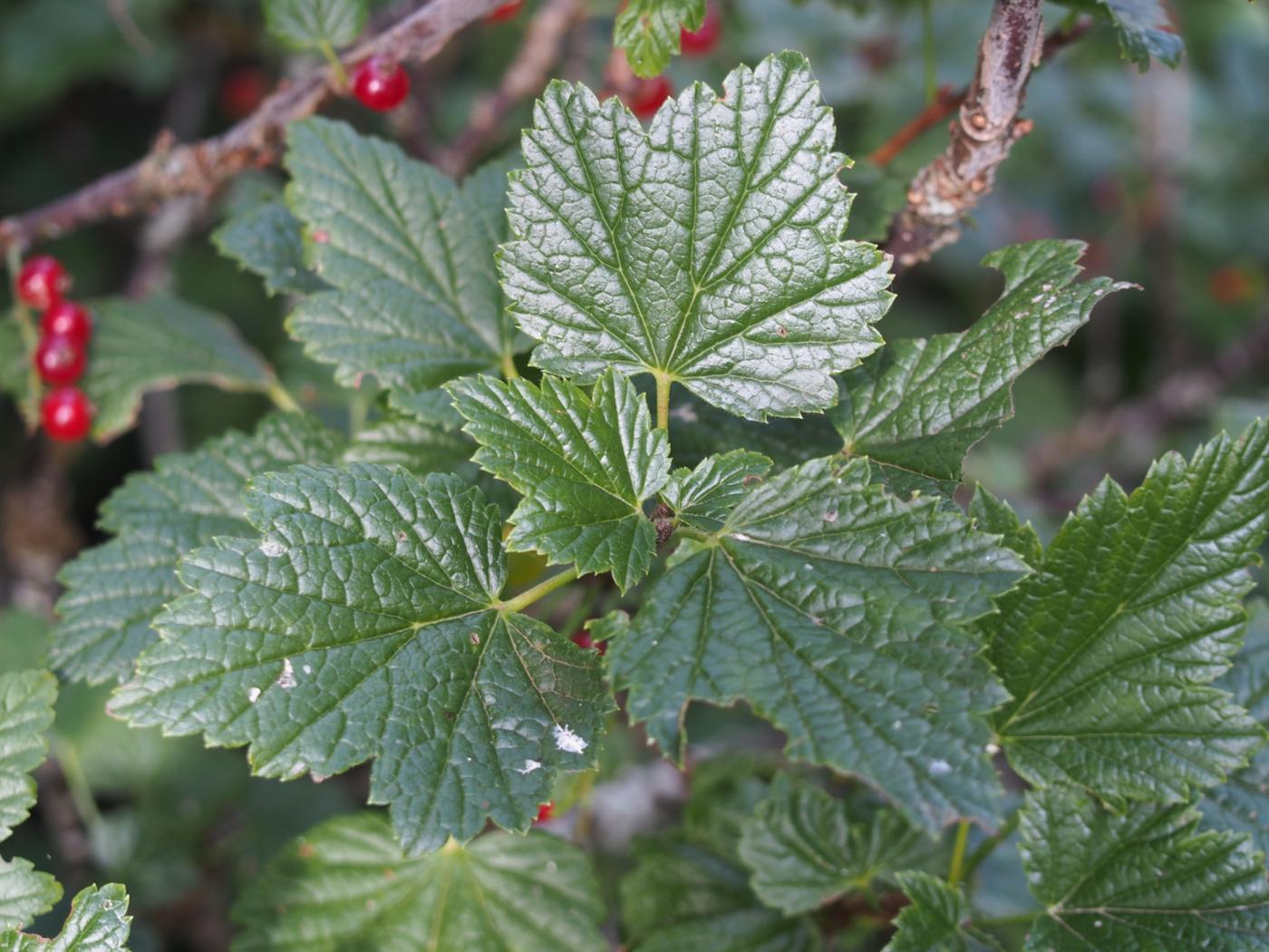 Currant, Rock Red leaf